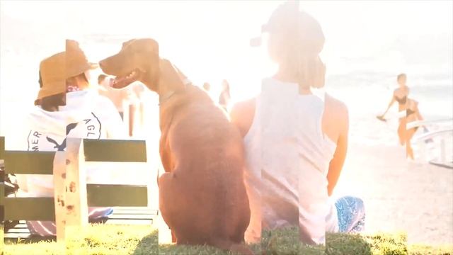 Super Fast Opener By Lexel | Premiere Pro Project - Motion Array Template