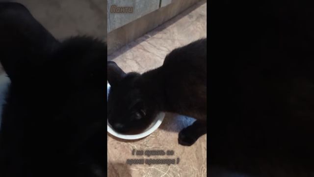 •тестим корм лайк• 2 часть😚#корм #котики #панти смотреть онлайн