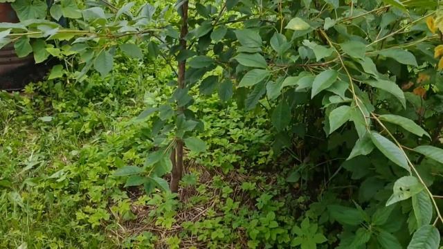 Обзор нашего цветочного хозяйства, июль 2020 г. смотреть онлайн