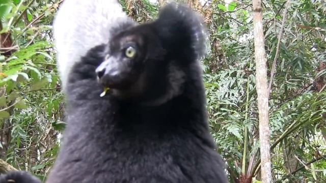 Lemurs of Madagascar смотреть онлайн