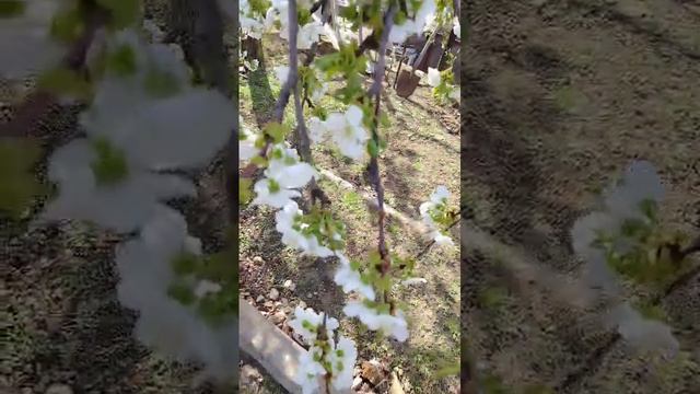 ВЕСНА В КРАСНОДАРЕ... смотреть онлайн