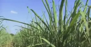 .... Как делают Сахар из тростника ....