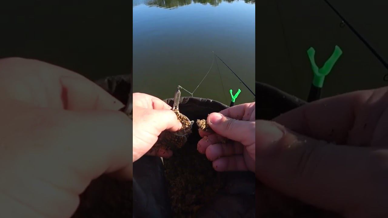 Рыбалка на фидер #fishing #рыбалка #фидер #shorts смотреть онлайн