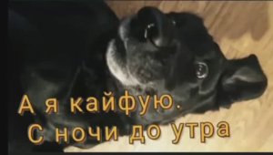 Собака бездельник.