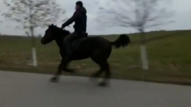 Yorga Atlar Zulcenah (Fuzuli) Orxanın Atı. Maraqli Videolari gonderin: 👉WhatsApp +79266206463 смотреть онлайн