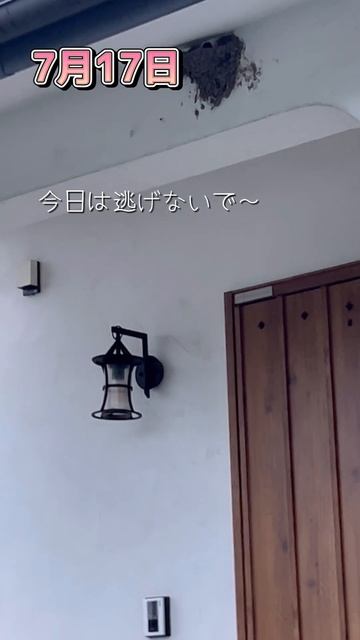 【今日のつばめさん】7月16日・17日・18日 #今日のつばめさん #つばめ #つばめ見守り隊 #つばめ抱卵 #つばめの巣 #ねこ動画 #cat #ことねこくらし