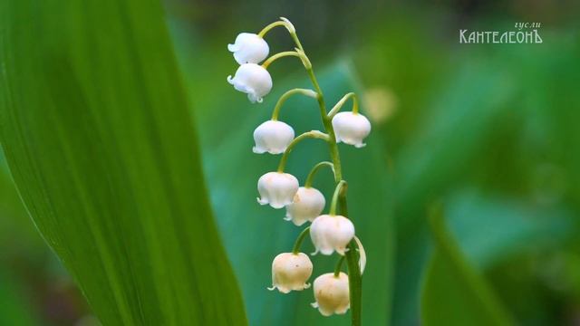 Весна идёт: магия древних гуслей пробуждает природу смотреть онлайн