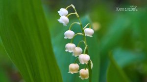 Весна идёт: магия древних гуслей пробуждает природу