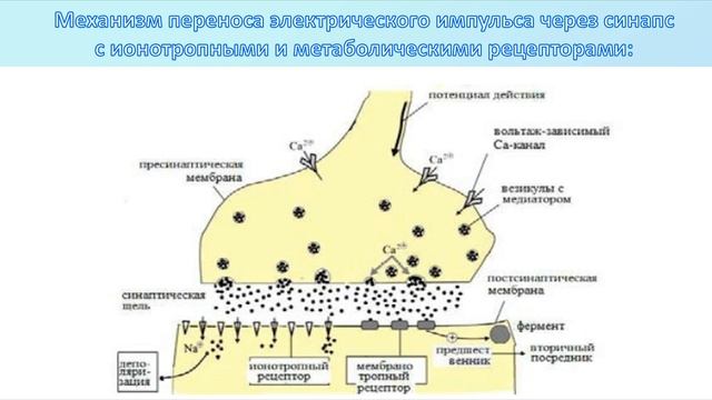 Тема 17. Чекотков А. Группа Л1-с-о-182В. Преподаватель доцент Ткачева Н.Ю. смотреть онлайн