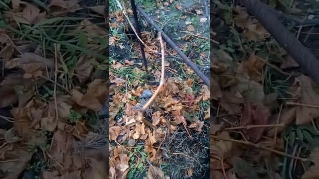 Осенняя обрезка винограда. Часть 2 смотреть онлайн