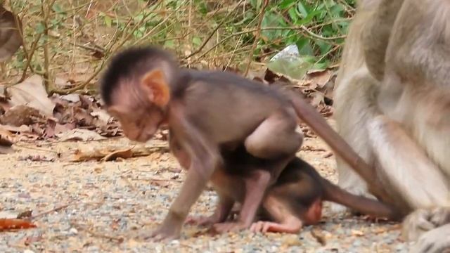Relaxing With Baby Monkey | Pure Calm And Tranquility