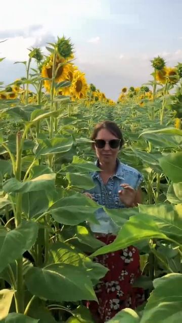 В вас есть видео в подсолнухах ? смотреть онлайн