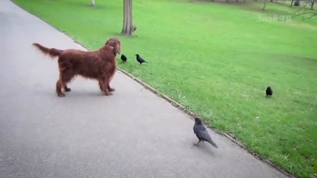 ВОРОНА В ДЕЛЕ! Птичка, которая ставит на место кошек, собак, чаек и даже филина! смотреть онлайн