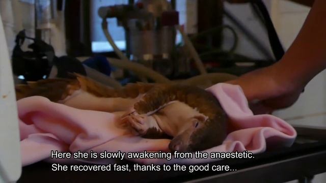 Pangolin to the vet смотреть онлайн