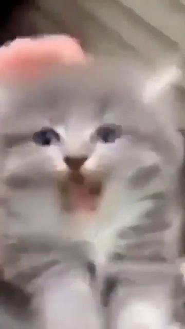 cursed_cat.PNG has stopped responding. смотреть онлайн