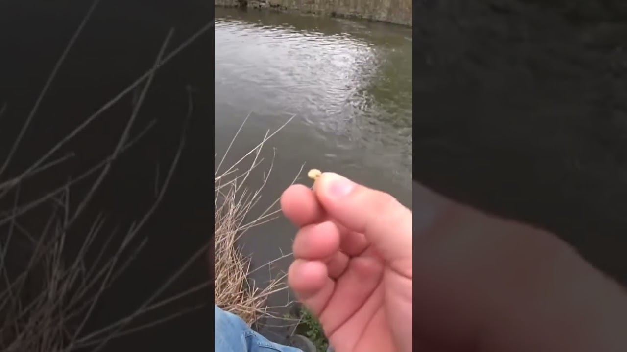 Поймал САЗАНА на этот крючок #рыбалка #карповаяловля #fishing #carp #shorts смотреть онлайн