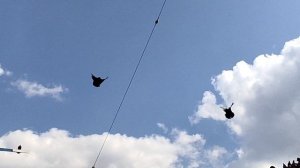 Супер барыжные голуби 😎👍📞+79494406619