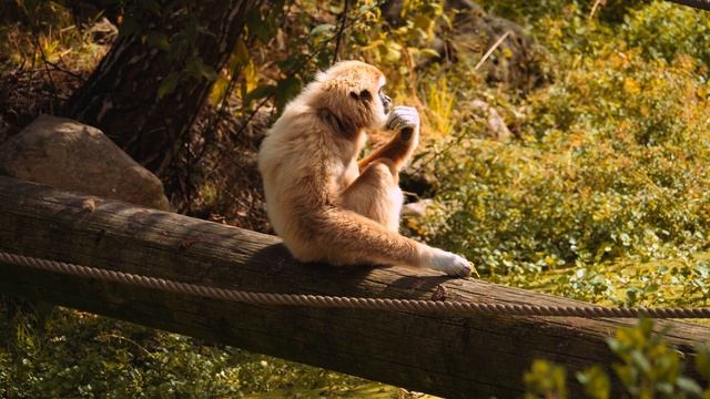 NATURE IN THE EYES OF 8K Dolby Vision® HDR (BEST OF OLED) смотреть онлайн