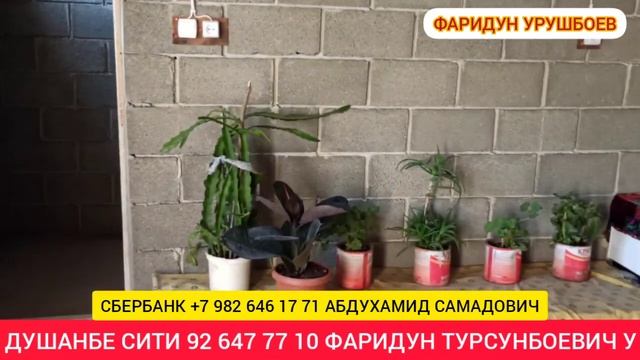 Д.Жаркургон Финал имруз урааа.... Барномаи (ХАЙРУ ЭХСОН) N : 85 серия смотреть онлайн
