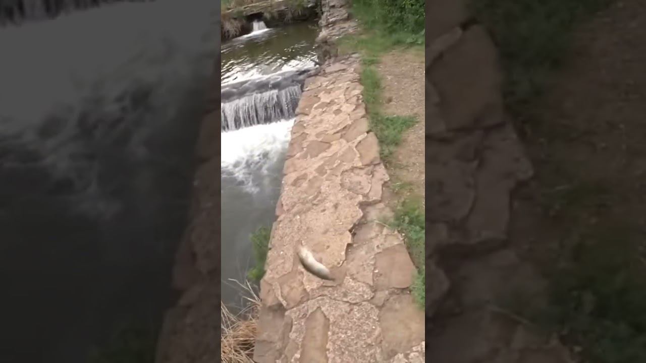 Окунь в проводку #рыбалка #fishing #shorts смотреть онлайн