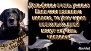 Чёрный пёс  расскажет анекдот