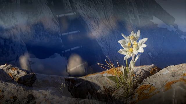 Es war ein Edelweiß [German soldier song][+English translation] смотреть онлайн