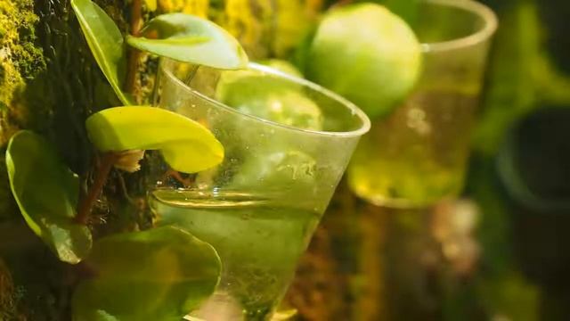 Ranitomeya imitator Chazuta bei der Quappenfütterung смотреть онлайн