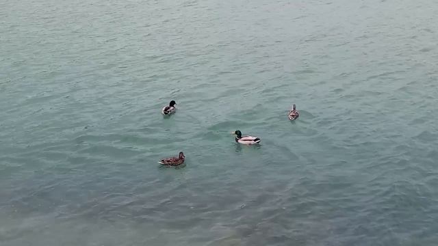 природа •Абрау-Дюрсо•