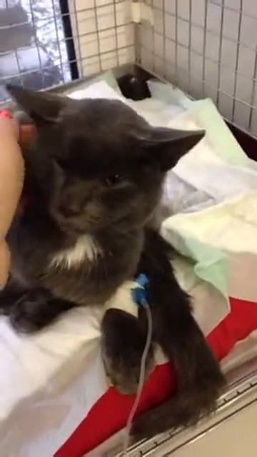 Котик Марсель с переломом позвоночника смотреть онлайн