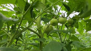 Томат Пинк Айди, весна 2025 год. Качаем размер.