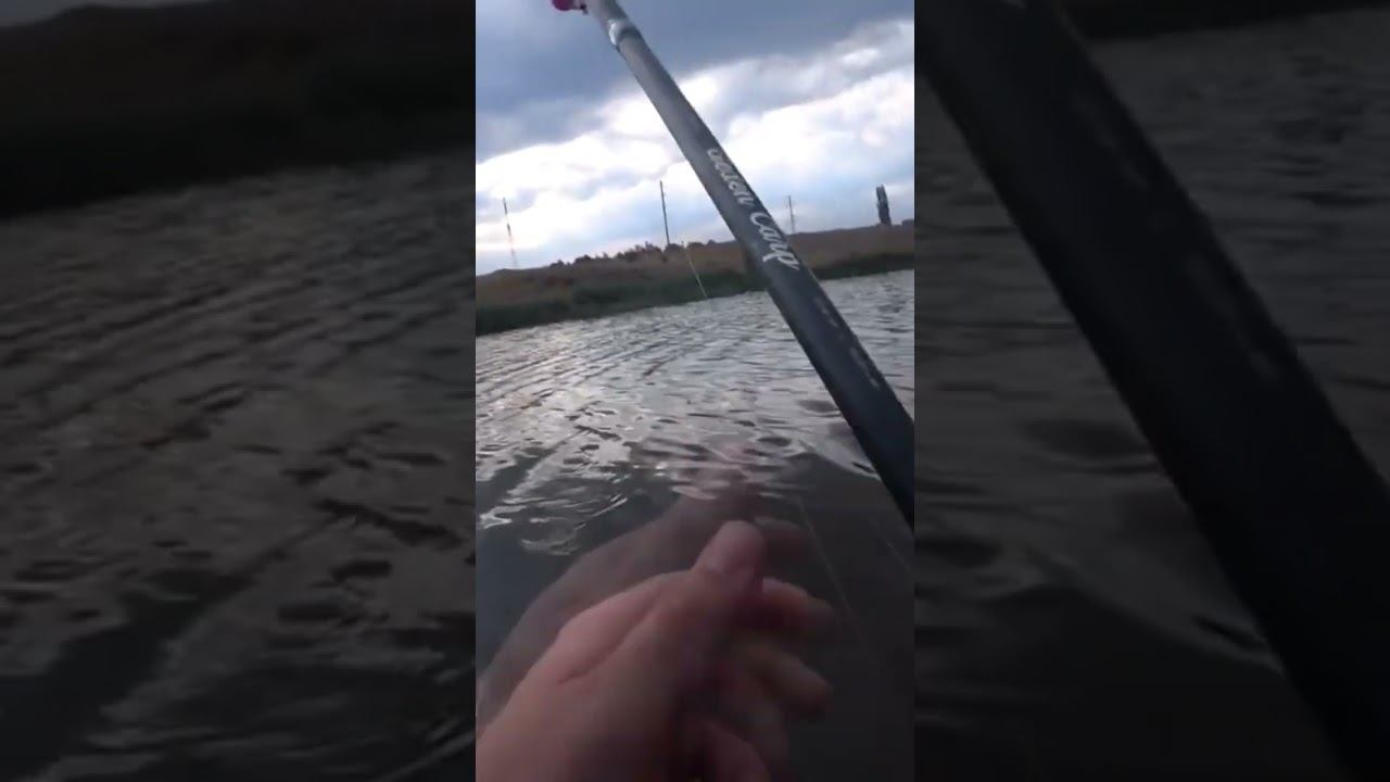 Поклёвка на донку #fishing #рыбалка #карась #shorts смотреть онлайн