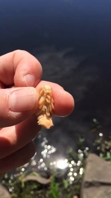 Super worm pupae for fishing bait смотреть онлайн