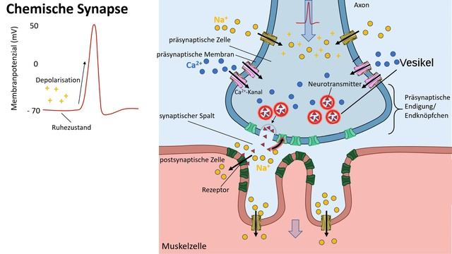 Erregungsweiterleitung an der Synapse / Chemische Synapse [Neurobiologie, Oberstufe] смотреть онлайн