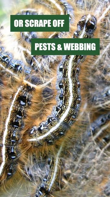 Get Rid of Tent Caterpillars Fast W/ Our Professional Guides & Products! смотреть онлайн