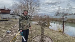 Стрижка кроны плетеного дерева