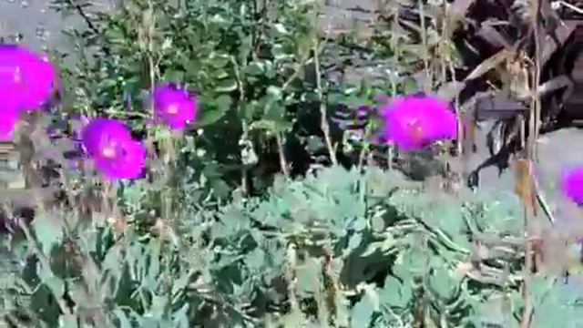 Cistanthe (Calandrinia)  Grandiflora  - Rock Purslane