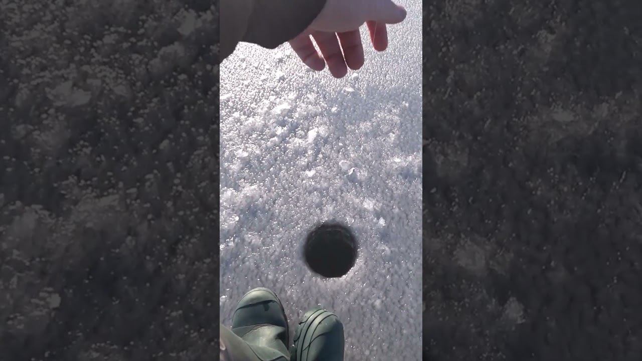 Ловля живца для жерлиц #рыбалка #зимняяловлярыбы #окунь #shorts смотреть онлайн