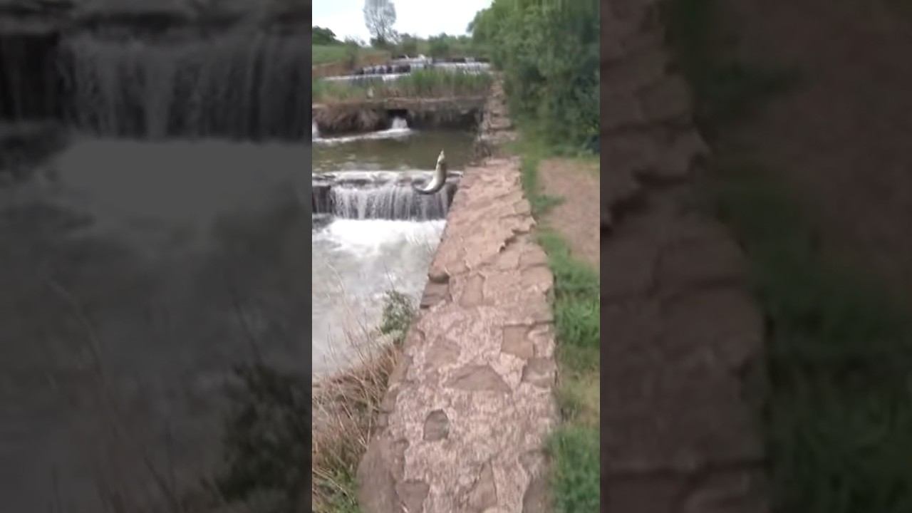Краснопёрка в проводку #рыбалка #красноперка #shorts смотреть онлайн