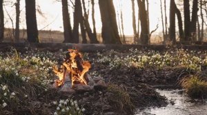 🔥🌿 Костер в весеннем лесу | Текущий ручей и цветущие подснежники 💧🌼