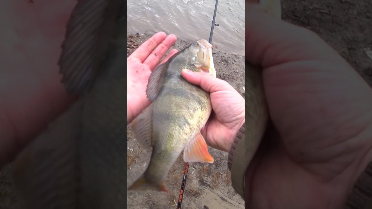 Есть пол кило или нет? #рыбалка #спиннинг #джиг #shorts смотреть онлайн