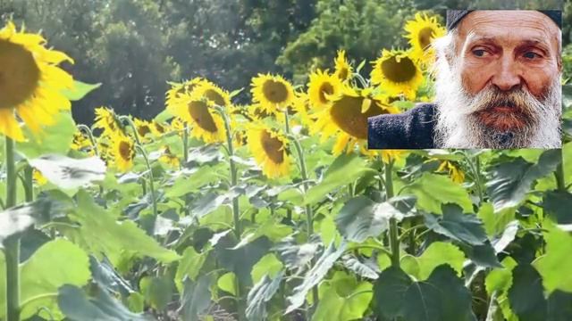 Не бойся! Неси свой Крест до конца! Старец Фаддей Витовницкий. смотреть онлайн