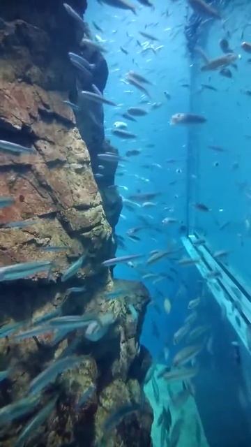 止切れないイワシの群れ　(海遊館） смотреть онлайн