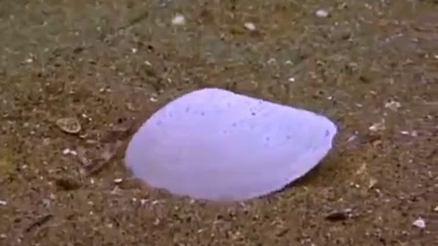 морская звезда охотится на моллюска смотреть онлайн