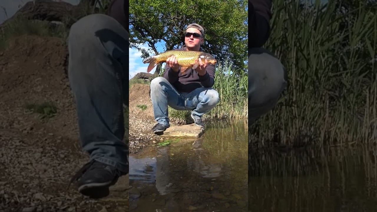 Отпустил сазана #карпфишинг #fishing #рыбалка #карповаяловля #shorts смотреть онлайн