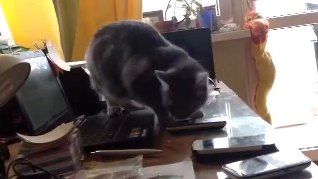 Кошка-секретарь!! Помогает мне отвечать на звонки))) смотреть онлайн