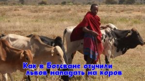 Как в Ботсване отучили львов нападать на коров