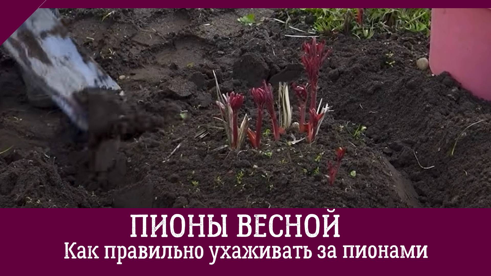 Как правильно ухаживать за пионами весной. Почему пион нельзя поливать и подкармливать под корень?