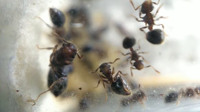Sp.: Meranoplus bicolor смотреть онлайн