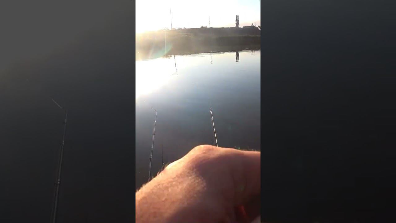 Макушатник в деле #рыбалка #fishing #shorts смотреть онлайн