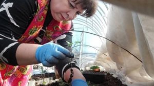 Решила рискнуть. Работы в теплице. Подготовка к празднику. Жизнь семьи в деревне.